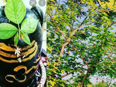 महाशिवरात्रि के दिन बेलपत्र के पेड़ के नीचे दीया जलाने से बदलेगी आपकी किस्मत, कैसे? ये जानें...