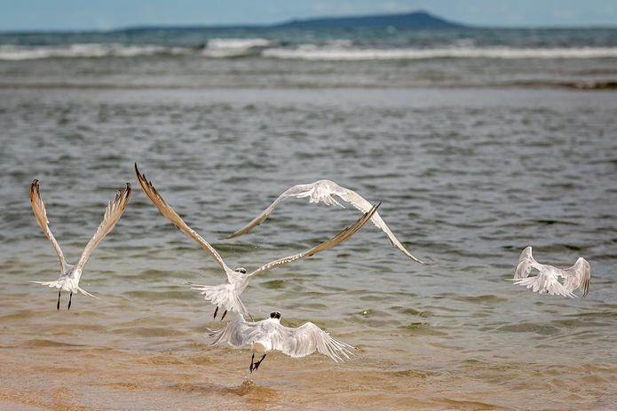Aves Porto Rico.jpg