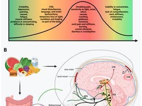 From Bellyaches to Headaches: The Gut-Migraine Link