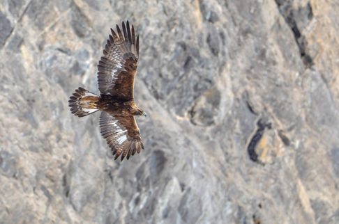 Aigle royal (Aquila chrysaetos)