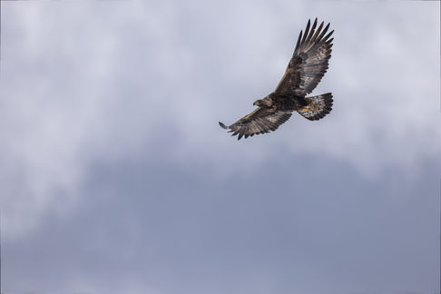 Aigle royal (Aquila chrysaetos)