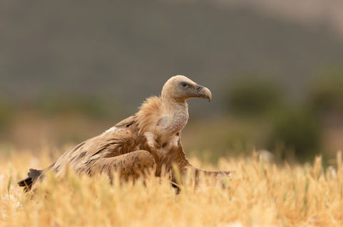 Vautour fauve (Gyps fulvus)