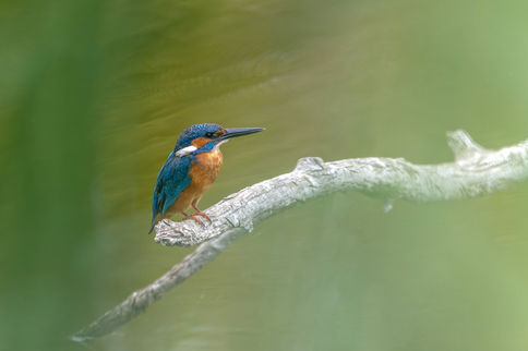 Martin-pêcheur d'europe (Alcedo atthis)_edited.jpg