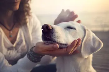 Animal-Reiki-Dog.webp