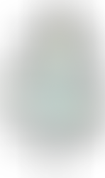 Drawing of lycopodium plant