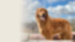 Golden retriever named Aslan standing outdoors against a blue sky.