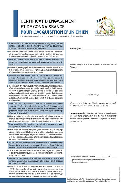 Karucats and dogs : élevage de Bengals , Britishs et Epagneuls nains continentaux en Guadeloupe