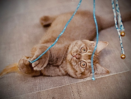 Karucats and dogs , élevage en Guadeloupe de Bengals , Britishs et Epagneuls nains continentaux