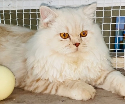 Karucats and dogs , élevage en Guadeloupe de Bengals , Britishs et Epagneuls nains continentaux