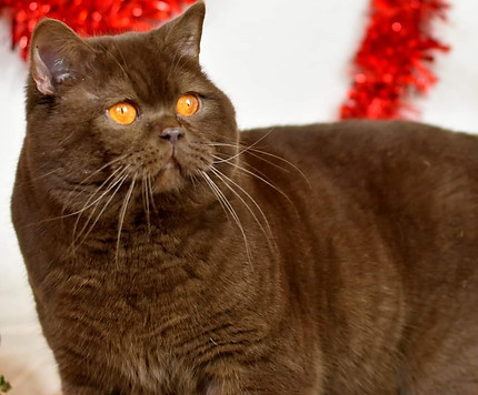 Karucats and dogs , élevage en Guadeloupe de Bengals , Britishs et Epagneuls nains continentaux