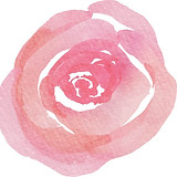 ewsrose2.jpg