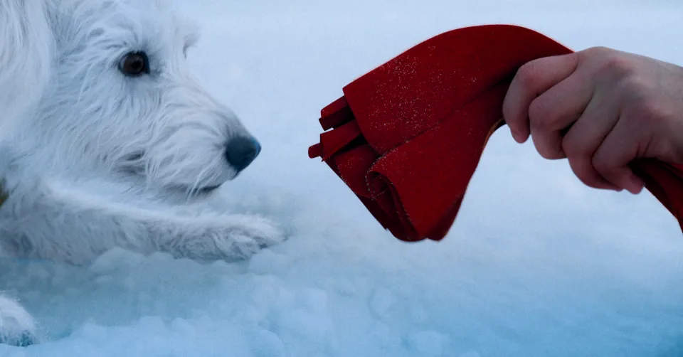 Krypto avec Superman