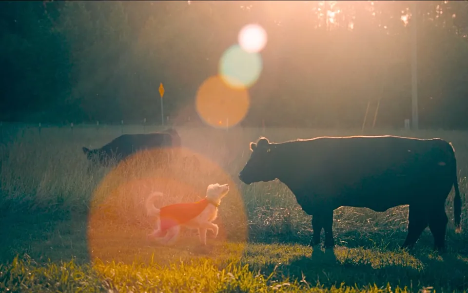 Krypto dans la campagne