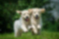PUPPY DEVELOPMENT DAY FOUND BY THE HOUND