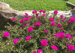 ¡Buenos Días! Recuerda estimados GRATIS área Metro y Este