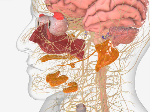 Can Alzheimer's disease be diagnosed from saliva samples ?