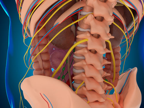 Wiederherstellung der Beinmotorik nach Querschnittslähmung durch Stimulation sensibler Nerven