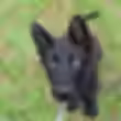 dog review