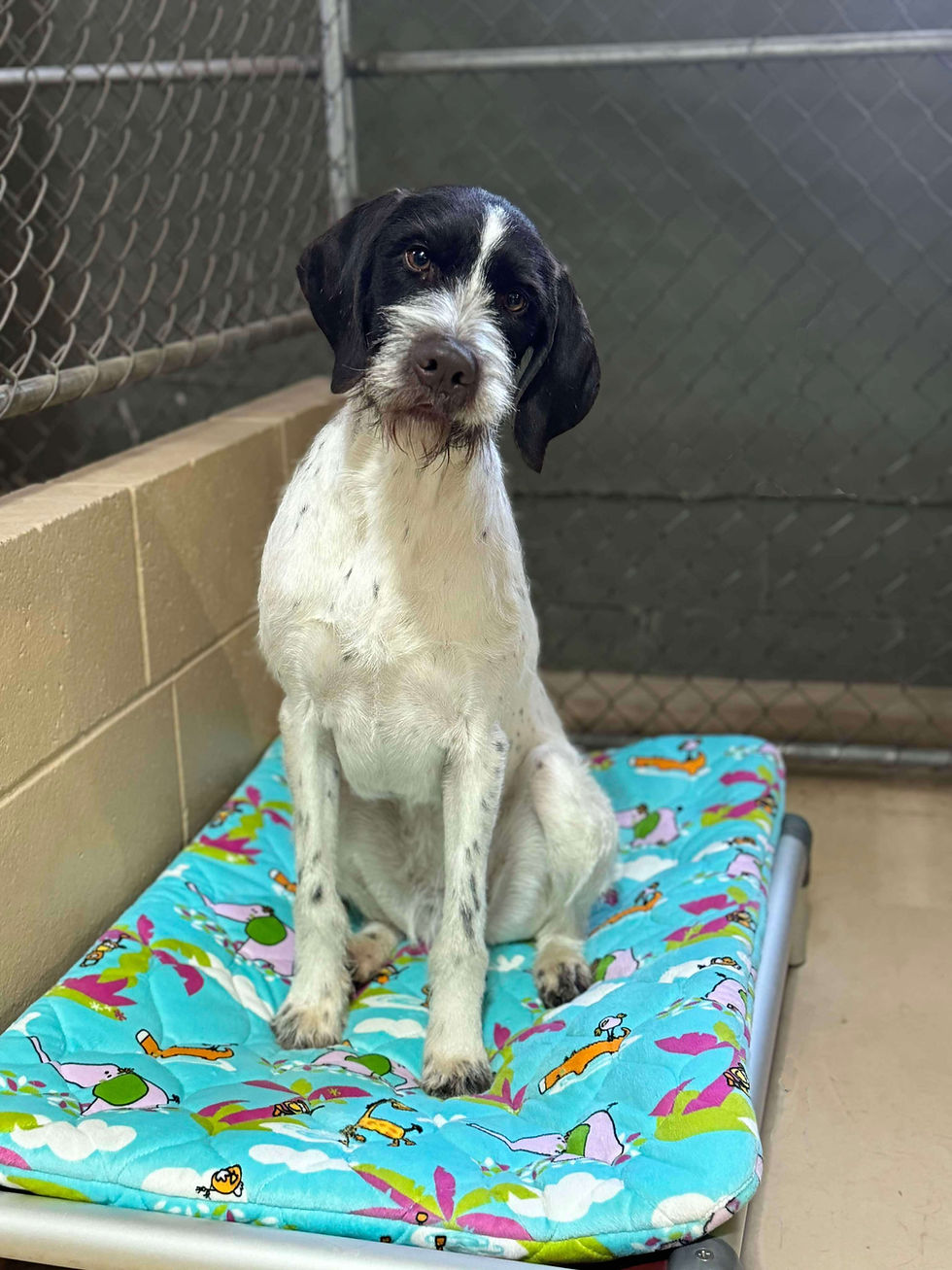 Windwalker Boarding Dogs.jpg