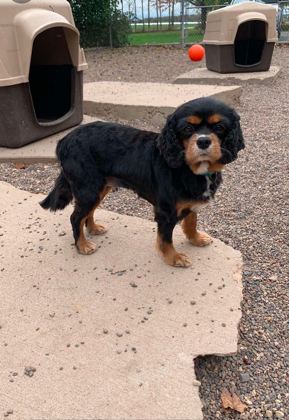 Boarding Outdoor Kennel Windwalker.jpg