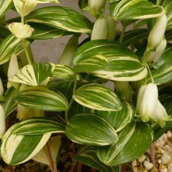 Polygonatum humile 'Shiro Shima Fu' | garden