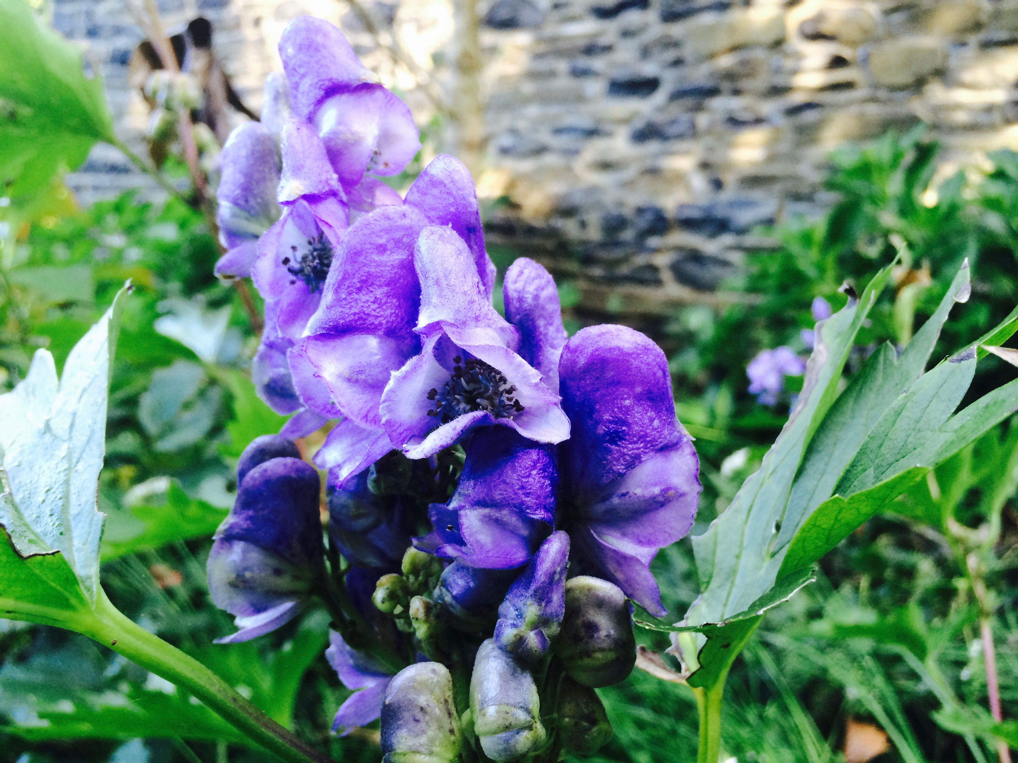 Aconitum japonicum