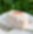 The Pepperberry Sunrise Lamington