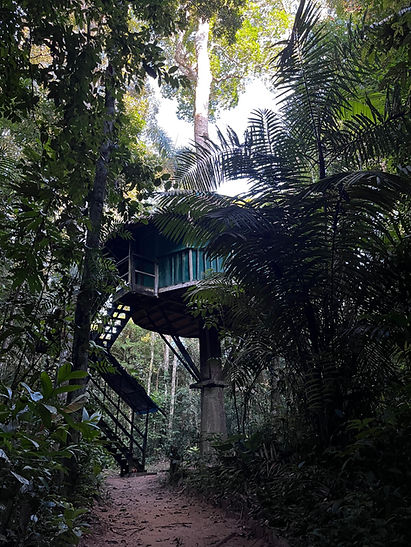 Treehouse Ayahuasca Retreat