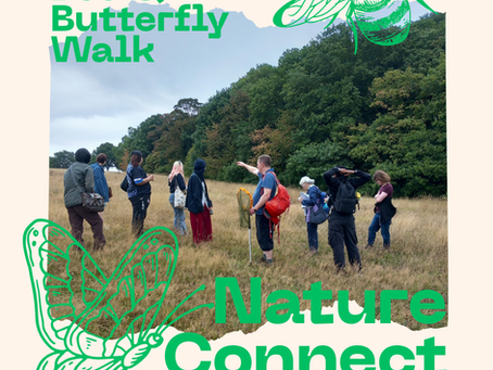 Nature Connect: Bee and Butterfly Walk
