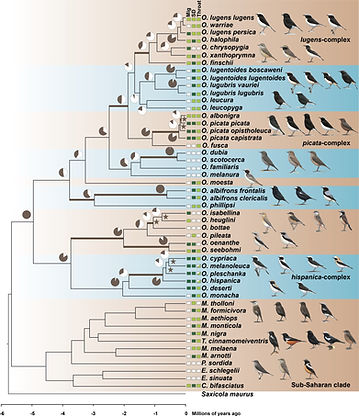 Time-calibrated phylogenetic tree of open-habitat chats and levels of ILS. All nodes are supported by bootstrap values of 100. Pie charts depict the gene tree heterogeneity for each internal branch, with the brown proportion indicating the proportion of concordant gene trees. Coloured branches indicate internal branches for which ILS alone is statistically sufficient to explain the observed gene tree heterogeneity. Stars indicate branches that are in the phylogenetic anomaly zone. The character states of three selected characters: Sexual dimorphism (SD), monomorphic female-type (white), monomorphic male-type (pale green), dimorphic (dark green); Migratory behaviour (Mig), sedentary (white), short-distance migrant (pale green), long-distance migrant (dark green); and throat coloration (throat), white (white), black (pale green), and polymorphic (white and pale green). Drawing courtesy of Chris Rose (www.chrisrose-artist.co.uk) with permission from Bloomsbury Publishing Plc.