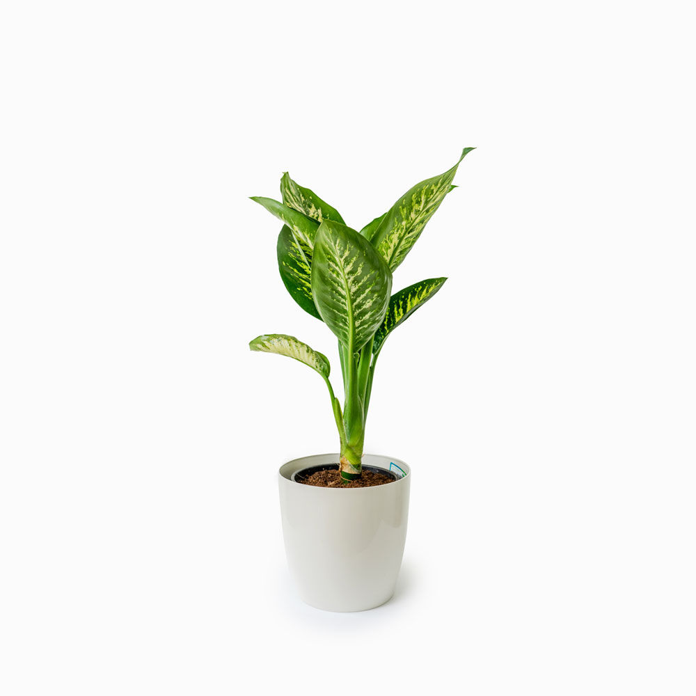 Difenbachia Tropicsnow