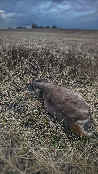Whitetail Deer hunting