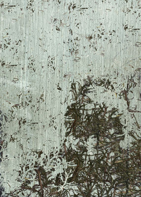 "Rosemary - Study"