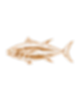 Photoroom_20260118_165645_edited.png