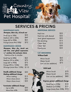 Cat Grooming Cost: Ultimate Guide to Affordable Care Tips