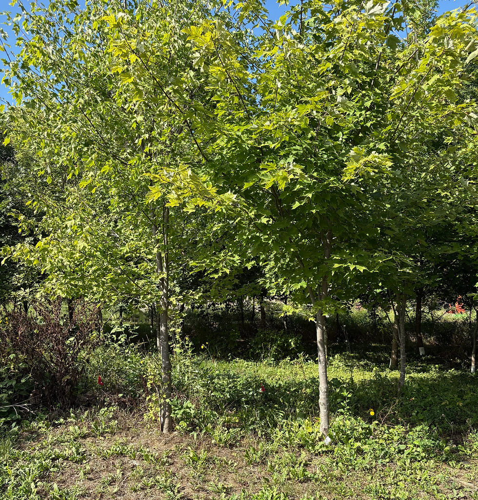 IMG_7093_edited.jpg