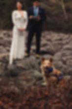 dog watching elopement