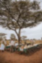 Tables are being set up for breakfast on the savanna under an acacia tree.