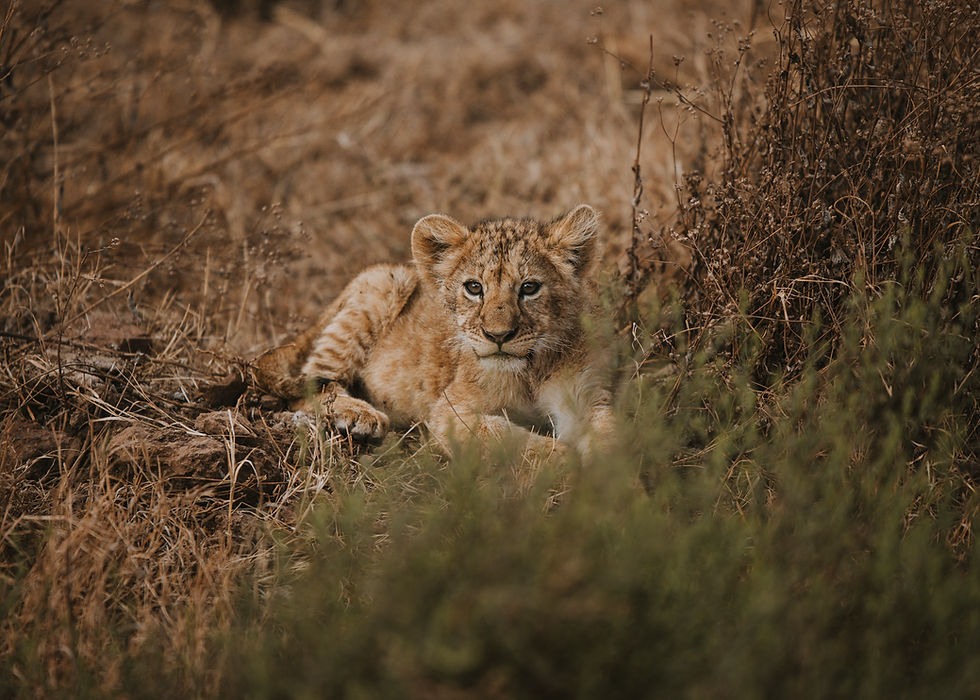 Young lion cub lying in dry grass, with a focused gaze. The setting is earthy and brown, enhancing the cub's golden fur.