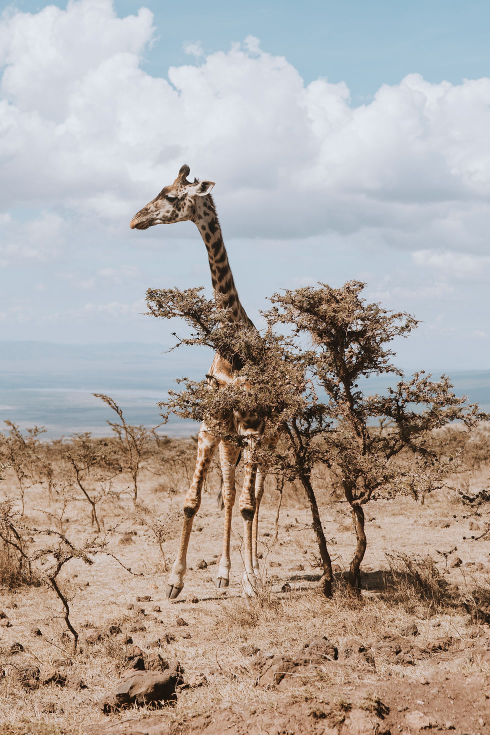 Giraffe standing in a savannah with sparse bushes, under a blue sky with white clouds. The scene is calm and natural.
