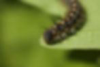 Caterpillar Larva