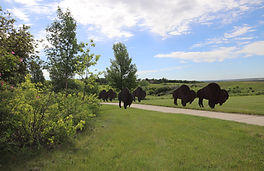Buffalo at Interpretive Center