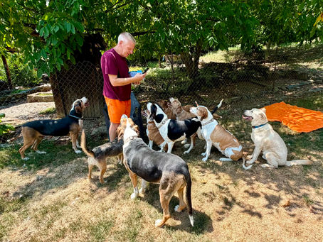 International Dog Day 26th August 