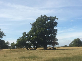 Parham tree - 1.jpeg