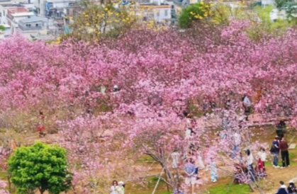 南沙櫻花節收官日沉浸式體驗