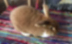 Pet SItting Per Hour