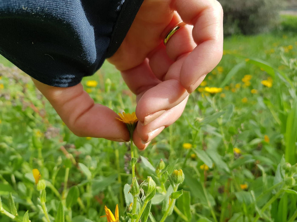 Thumbnail: Wild Calendula Officinalis Dry Flowers 10gr