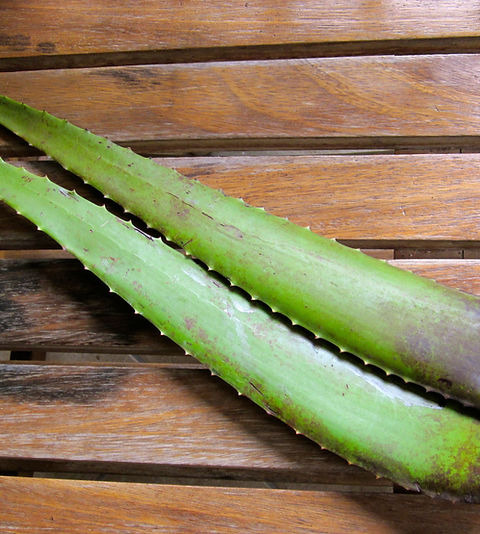 Aloe Vera Leaves 1kg
