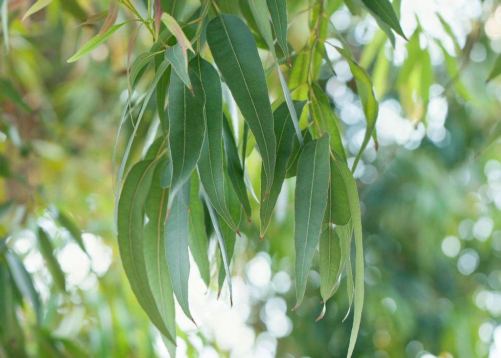 Wildcrafted Eucalyptus essential oil 10ml (Eucalyptus globulus)