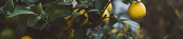 Botanical Garden